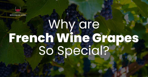 Why are French Wine Grapes So Special? - Benchmark Wines