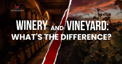 Winery Vs Vineyard: What's the Difference? - Benchmark Wines