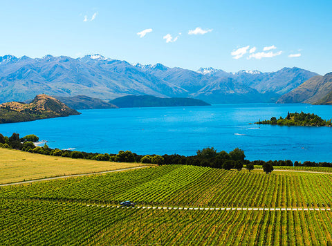 New Zealand Wines